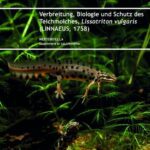خرید و دانلود نسخه کامل کتاب Verbreitung, Biologie und Schutz des Teichmolches, Lissotriton vulgaris (Linnaeus 1758)