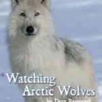 خرید و دانلود نسخه کامل کتاب Watching Arctic Wolves