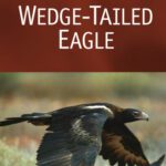 خرید و دانلود نسخه کامل کتاب Wedge-Tailed Eagle