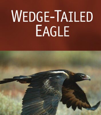 خرید و دانلود نسخه کامل کتاب Wedge-Tailed Eagle