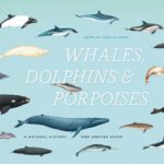 خرید و دانلود نسخه کامل کتاب Whales, Dolphins, and Porpoises: A Natural History and Species Guide