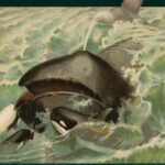 خرید و دانلود نسخه کامل کتاب Whales, whaling, and ocean ecosystems