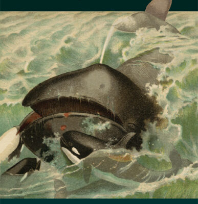 خرید و دانلود نسخه کامل کتاب Whales, whaling, and ocean ecosystems