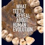 خرید و دانلود نسخه کامل کتاب What teeth reveal about human evolution