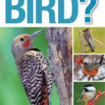 خرید و دانلود نسخه کامل کتاب What’s that Bird? A Beginner’s Guide