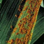 خرید و دانلود نسخه کامل کتاب Wheat Diseases and Pests: A Guide for Field Identification