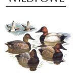 خرید و دانلود نسخه کامل کتاب Wildfowl: An Identification Guide to the Ducks, Geese and Swans of the World
