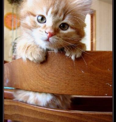 خرید و دانلود نسخه کامل کتاب Digital Communications