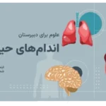 خرید و دانلود نسخه کامل قالب اینفوگرافیک آناتومی بدن انسان | 36 اسلاید | آموزش تعاملی و جذاب برای دبیرستان و دانشگاه