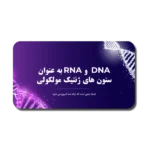 خرید و دانلود نسخه کامل قالب پاورپوینت DNA و RNA | ابزار کامل برای ارائه‌های علمی و تخصصی ژنتیک