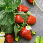 خرید و دانلود ویدیو آموزش روش جالب برای کاشت توت فرنگی در منزل و کسب درآمد | کاشت و پرورش توت فرنگی در منزل | کسب و کار در منزل