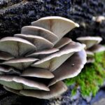 خرید و دانلود ویدیو آموزشی کاشت قارچ چتری در خانه و کسب درآمد | کاشت و پرورش قارچ چتری در منزل | کسب و کار در منزل