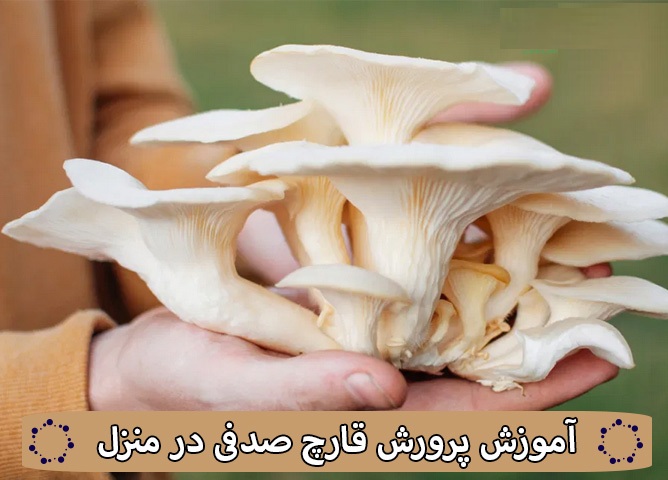 2222 خرید و دانلود ویدیو آموزشی آسانترین روش پرورش قارچ صدفی در سطل های پلاستیکی در خانه و کسب درآمد | کاشت و پرورش قارچ در منزل | کسب و کار در منزل - تصویر 1