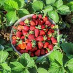 خرید و دانلود ویدیو آموزش صفر تا صد کاشت توت فرنگی در گلدان و کسب درآمد | کاشت و پرورش توت فرنگی در منزل | کسب و کار در منزل