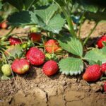 خرید و دانلود ویدیو آموزشی نحوه کاشت توت فرنگی در گلدان در خانه و کسب درآمد | کاشت و پرورش توت فرنگی در منزل | کسب و کار در منزل