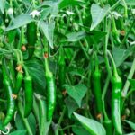 خرید و دانلود ویدیو آموزشی نحوه کاشت بذر فلفل در خانه | کاشت فلفل در بالکن تراس یا پشت بام و کسب درآمد | کاشت و پرورش فلفل در منزل | کسب و کار در منزل