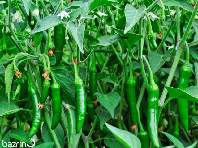 3254950 خرید و دانلود ویدیو آموزشی نحوه کاشت بذر فلفل در خانه | کاشت فلفل در بالکن تراس یا پشت بام و کسب درآمد | کاشت و پرورش فلفل در منزل | کسب و کار در منزل - تصویر 1