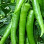 خرید و دانلود ویدیو آموزشی کاشت فلفل در خانه بسیار آسان و به صرفه و کسب درآمد | کاشت و پرورش فلفل در منزل | کسب و کار در منزل