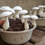 خرید و دانلود ویدیو آموزش کاشت بذر قارچ صدفی در خانه با پوست برنج و کسب درآمد | کاشت و پرورش قارچ در منزل | کسب و کار در منزل