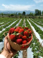 خرید و دانلود ویدیو آموزشی نحوه کاشت توت فرنگی در گلدان در خانه و کسب درآمد | کاشت و پرورش توت فرنگی در منزل | کسب و کار در منزل - تصویر 16