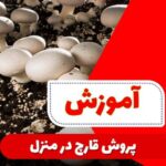 خرید و دانلود ویدیو آموزشی کاشت قارچ در خانه و کسب درآمد | کاشت و پرورش قارچ در منزل | کسب و کار در منزل