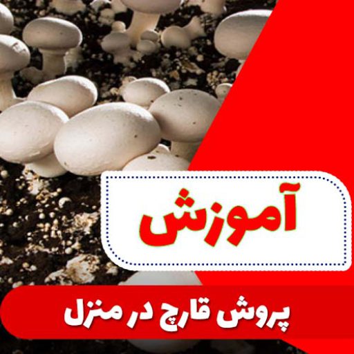 Growing-mushrooms-at-home-q1aaq65o21kjkxtq7unumnymunjcdhortm5l33ec5c خرید و دانلود ویدیو آموزشی کاشت قارچ در خانه و کسب درآمد | کاشت و پرورش قارچ در منزل | کسب و کار در منزل - تصویر 1