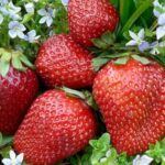 خرید و دانلود ویدیو آموزش کاشت توت فرنگی در گلدان و باغچه و کسب درآمد | کاشت و پرورش توت فرنگی در منزل | کسب و کار در منزل