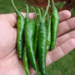 خرید و دانلود ویدیو آموزشی کاشت فلفل سبز در گلدان خانه و کسب درآمد | کاشت و پرورش فلفل سبز در منزل | کسب و کار در منزل