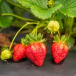 خرید و دانلود ویدیو آموزشی کاشت توت فرنگی در خانه و کسب درآمد | کاشت و پرورش توت فرنگی در منزل | کسب و کار در منزل