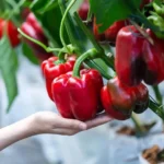 خرید و دانلود ویدیو آموزشی ساده ترین روش کاشت فلفل دلمه ای در خانه و باغچه - دیلی پلنت و کسب درآمد | کاشت و پرورش فلفل دلمه ای در منزل | کسب و کار در منزل