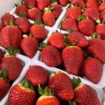 خرید و دانلود ویدیو آموزش روش کشت توت فرنگی | چگونه در خانه توت فرنگی کاشت و برداشت نماییم؟ | کاشت و پرورش توت فرنگی در منزل | کسب و کار در منزل