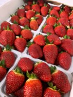 خرید و دانلود ویدیو آموزشی کاشت توت فرنگی در خانه و کسب درآمد | کاشت و پرورش توت فرنگی در منزل | کسب و کار در منزل - تصویر 8