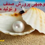 خرید و دانلود نسخه کامل طرح توجیهی پرورش صدف و تولید مرواردید