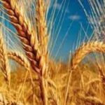خرید و دانلود نسخه کامل فرمول تولید کود NPK آهسته رهش مخصوص گندم | کسب و کار | کسب درآمد