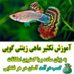خرید و دانلود نسخه کامل آموزش تکثیر و پرورش ماهی زینتی گوپی | کسب و کار | کسب درآمد در خانه