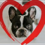 خرید و دانلود نسخه کامل آموزش تربیت سگ در 30 روز بدون تنبیه | Punishment-Free Dog Training: 30 Day Perfect Dog Blueprint