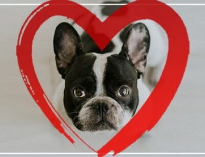 خرید و دانلود نسخه کامل آموزش تربیت سگ در 30 روز بدون تنبیه | Punishment-Free Dog Training: 30 Day Perfect Dog Blueprint
