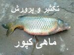 خرید و دانلود نسخه کامل مجموعه آموزشی کامل و جامع پرورش و تکثیر ماهی کپور در ایران - تصویر 2