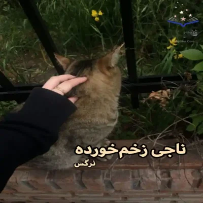 خرید و دانلود نسخه کامل رمان
 ناجی زخم خورده اثر نرگس