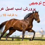 خرید و دانلود نسخه کامل طرح توجیهی پرورش اسب اصیل عربی به ظرفیت 10 راس سال 1397 | کسب و کار | کسب درآمد