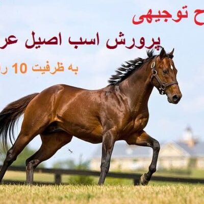 خرید و دانلود نسخه کامل طرح توجیهی پرورش اسب اصیل عربی به ظرفیت 10 راس سال 1397 | کسب و کار | کسب درآمد