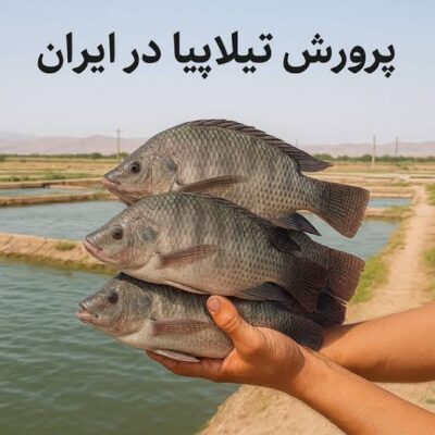 خرید و دانلود نسخه کامل مجموعه آموزشی پرورش ماهی تیلاپیا به همراه طرح توجیهی و تصاویر | کسب و کار | کسب درآمد
