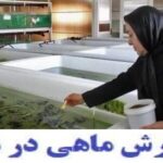 خرید و دانلود نسخه کامل مجموعه آموزشی پرورش انواع ماهی به زبان ساده درمنزل (سردابی ، گرمابی ، خاویاری و زینتی) | کسب و کار | کسب درآمد