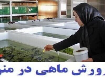 خرید و دانلود نسخه کامل مجموعه آموزشی پرورش انواع ماهی به زبان ساده درمنزل (سردابی ، گرمابی ، خاویاری و زینتی) | کسب و کار | کسب درآمد
