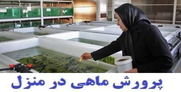 پرورش-ماهی-در-منزل خرید و دانلود نسخه کامل مجموعه آموزشی پرورش انواع ماهی به زبان ساده درمنزل (سردابی ، گرمابی ، خاویاری و زینتی) | کسب و کار | کسب درآمد - تصویر 1